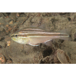 Ostorhinchus fasciatus