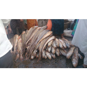 Otolithoides biauritus