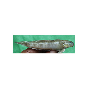Oxyurichthys microlepis