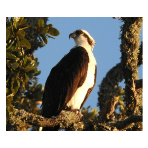 Pandion haliaetus