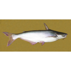 Pangasius pangasius