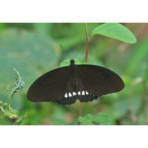 Papilio castor