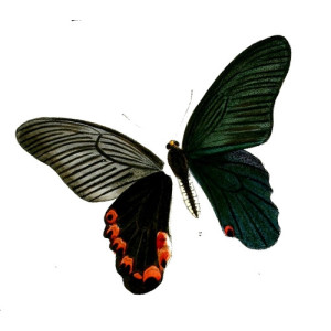 Papilio elephenor
