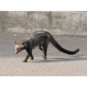 Paradoxurus hermaphroditus