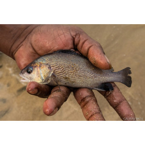 Paranibea semiluctuosa