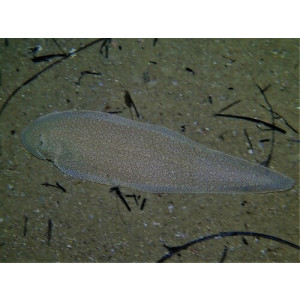 Paraplagusia bilineata