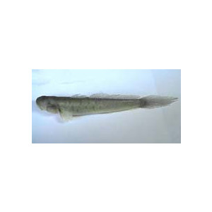 Parapocryptes batoides