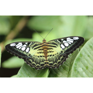 Parthenos sylvia
