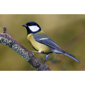 Parus major