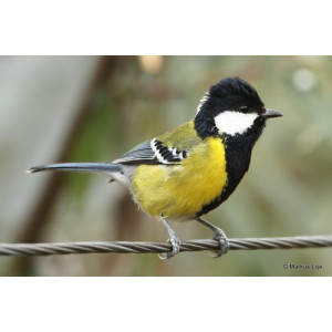 Parus monticolus