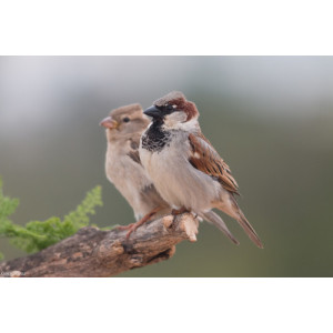 Passer domesticus