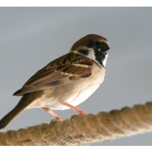 Passer montanus