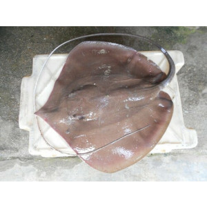 Pateobatis uarnacoides