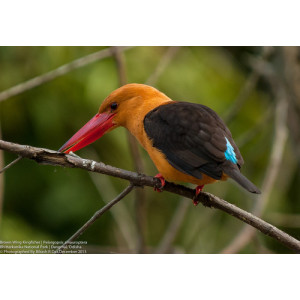 Pelargopsis amauroptera