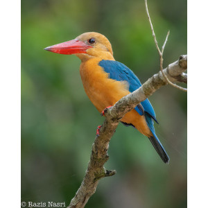 Pelargopsis capensis