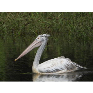 Pelecanus philippensis