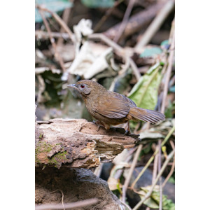 Pellorneum albiventre