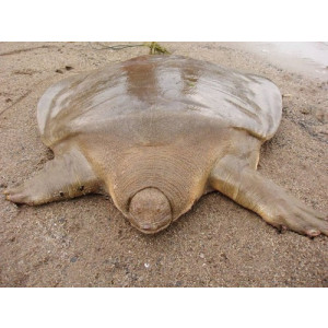 Pelochelys cantorii