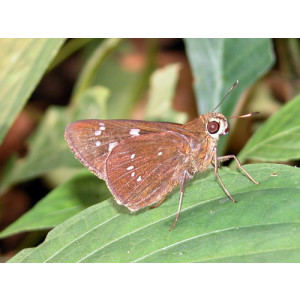 Pelopidas assamensis