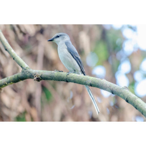 Pericrocotus cantonensis