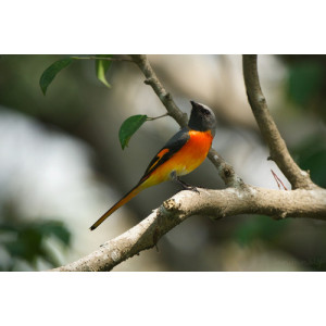 Pericrocotus cinnamomeus