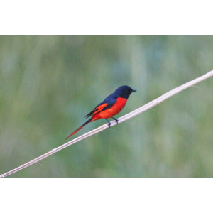 Pericrocotus ethologus