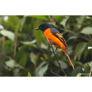 Pericrocotus flammeus