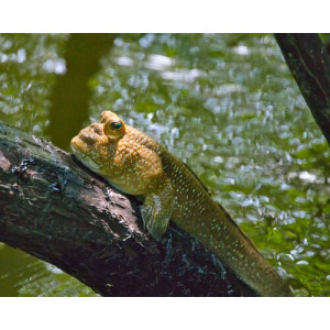 Periophthalmodon schlosseri