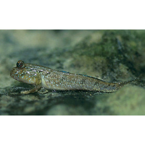 Periophthalmus barbarus