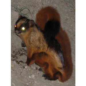 Petaurista magnificus