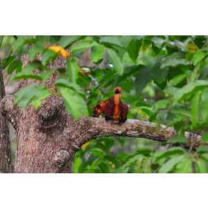 Petaurista petaurista