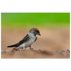 Petrochelidon fluvicola