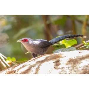 Phaenicophaeus tristis