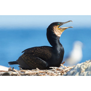 Phalacrocorax carbo