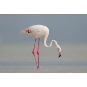 Phoenicopterus roseus