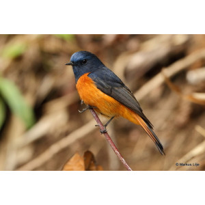 Phoenicurus frontalis