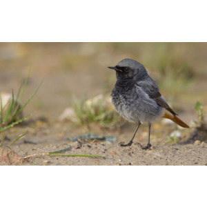 Phoenicurus ochruros