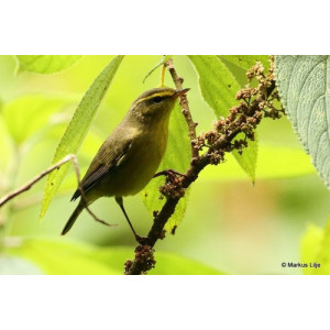 Phylloscopus affinis