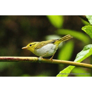 Phylloscopus cantator