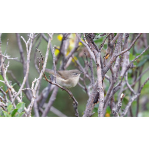 Phylloscopus fuligiventer