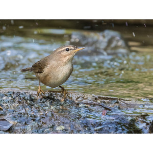 Phylloscopus fuscatus