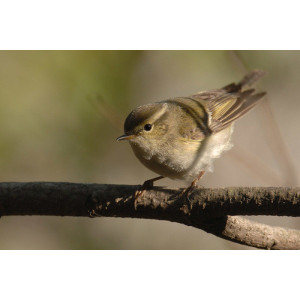 Phylloscopus inornatus