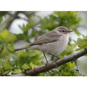 Phylloscopus tristis