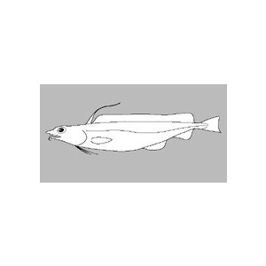 Physiculus argyropastus