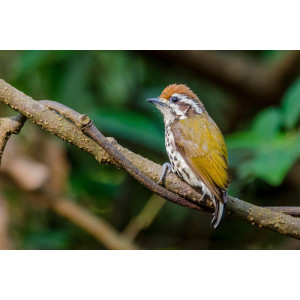 Picumnus innominatus