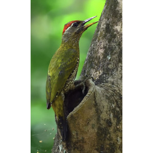 Picus xanthopygaeus