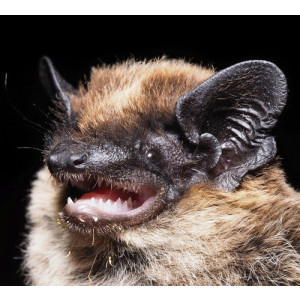 Pipistrellus savii
