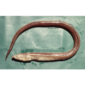 Pisodonophis cancrivorus