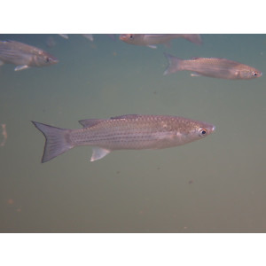 Planiliza subviridis