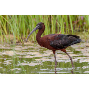 Plegadis falcinellus